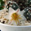 Mammillaria_ hutchisoniana _ssp.louisiae_ 09